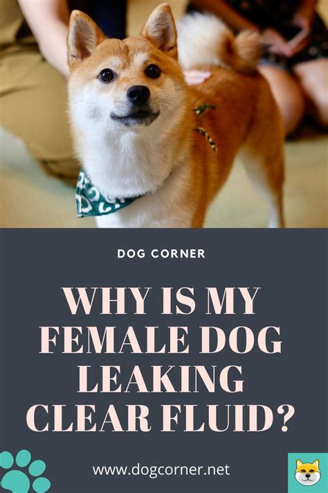 why is my dogs nipples leaking clear fluid|Why is My Dog’s Nipples Leaking Clear Fluid: Causes。